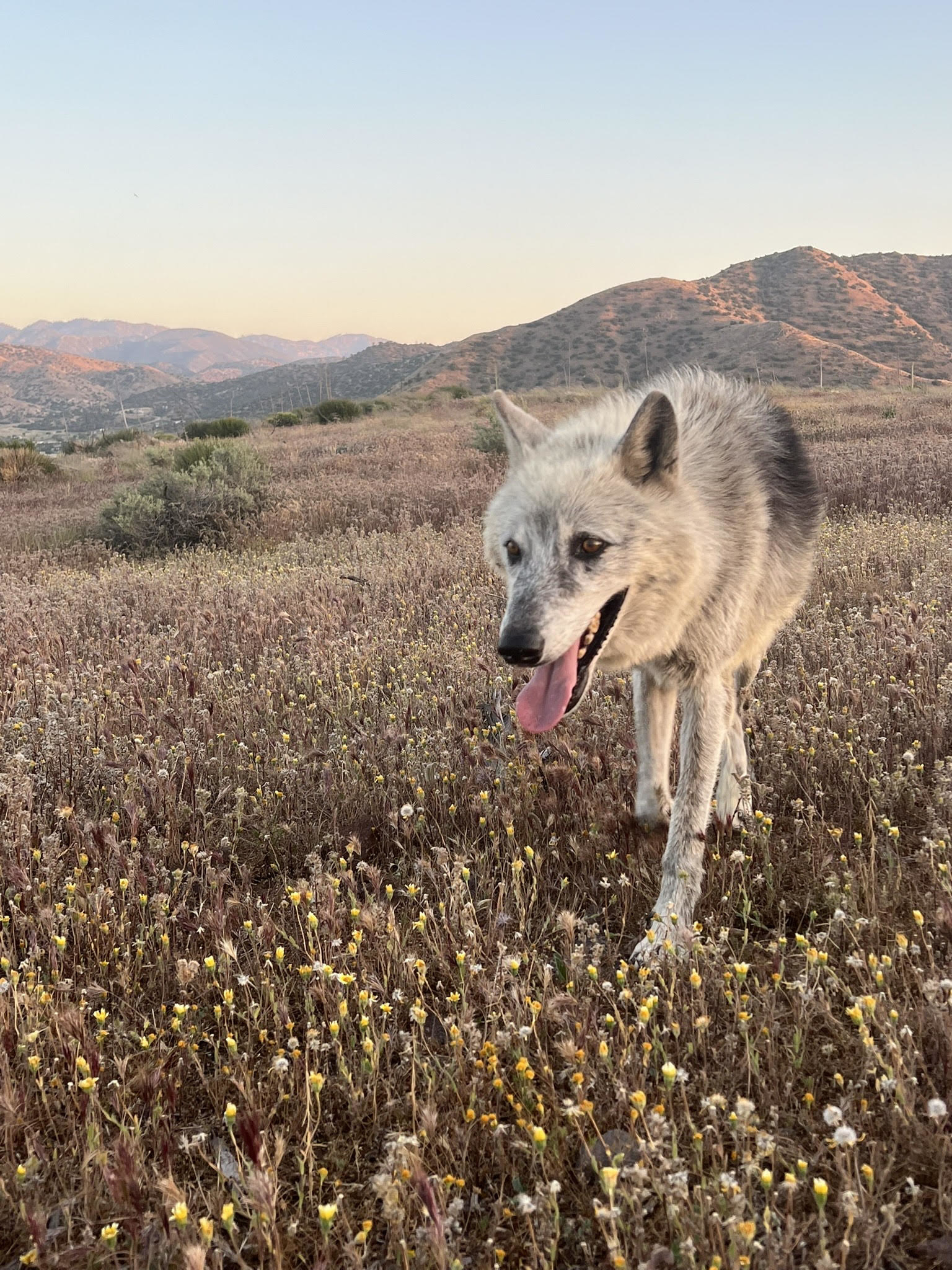 A wolf dog in grass