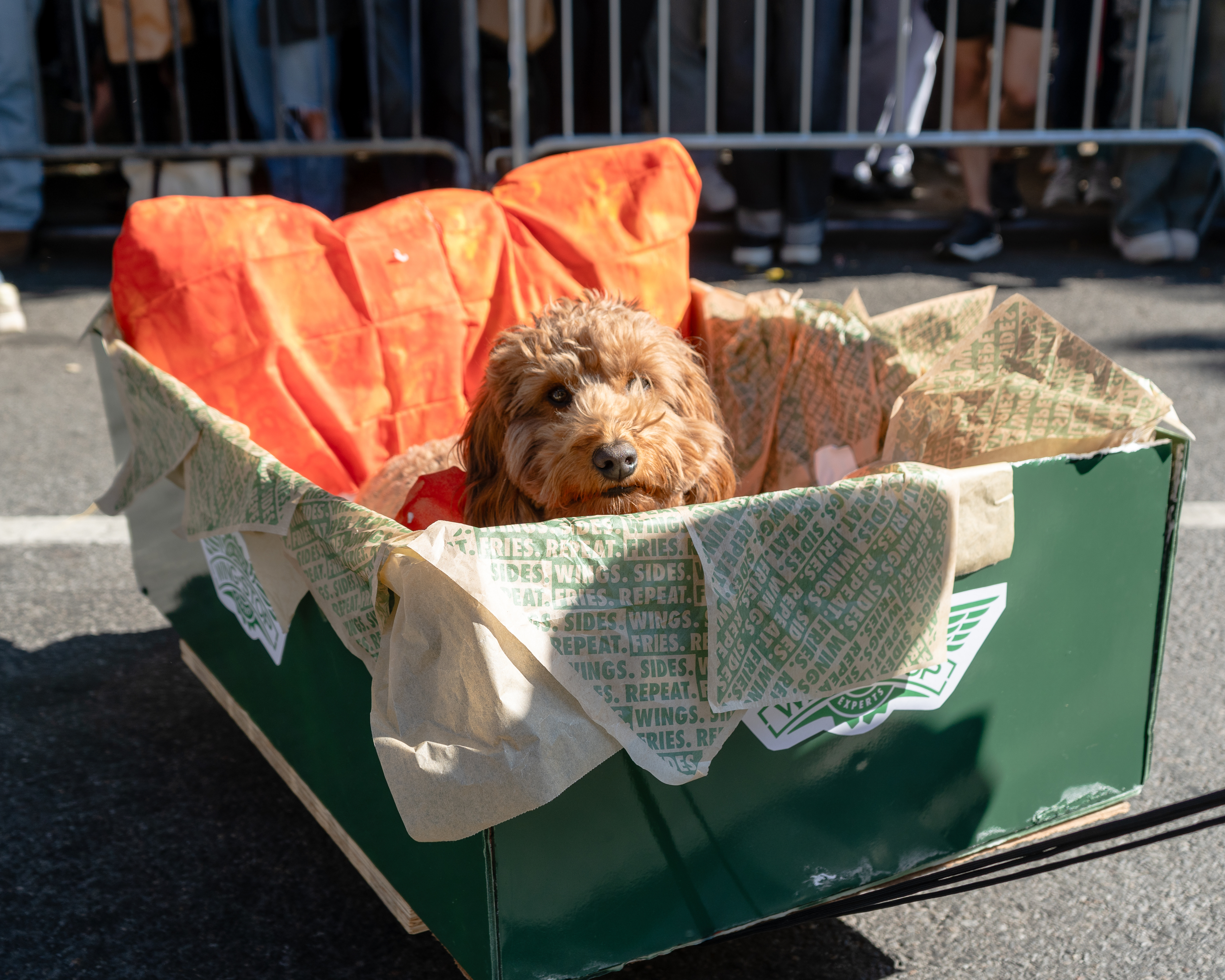 Dog in a green box with fabric at a crowded event outdoors