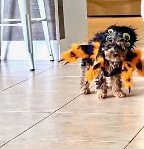 image of a dog dressed as a spider