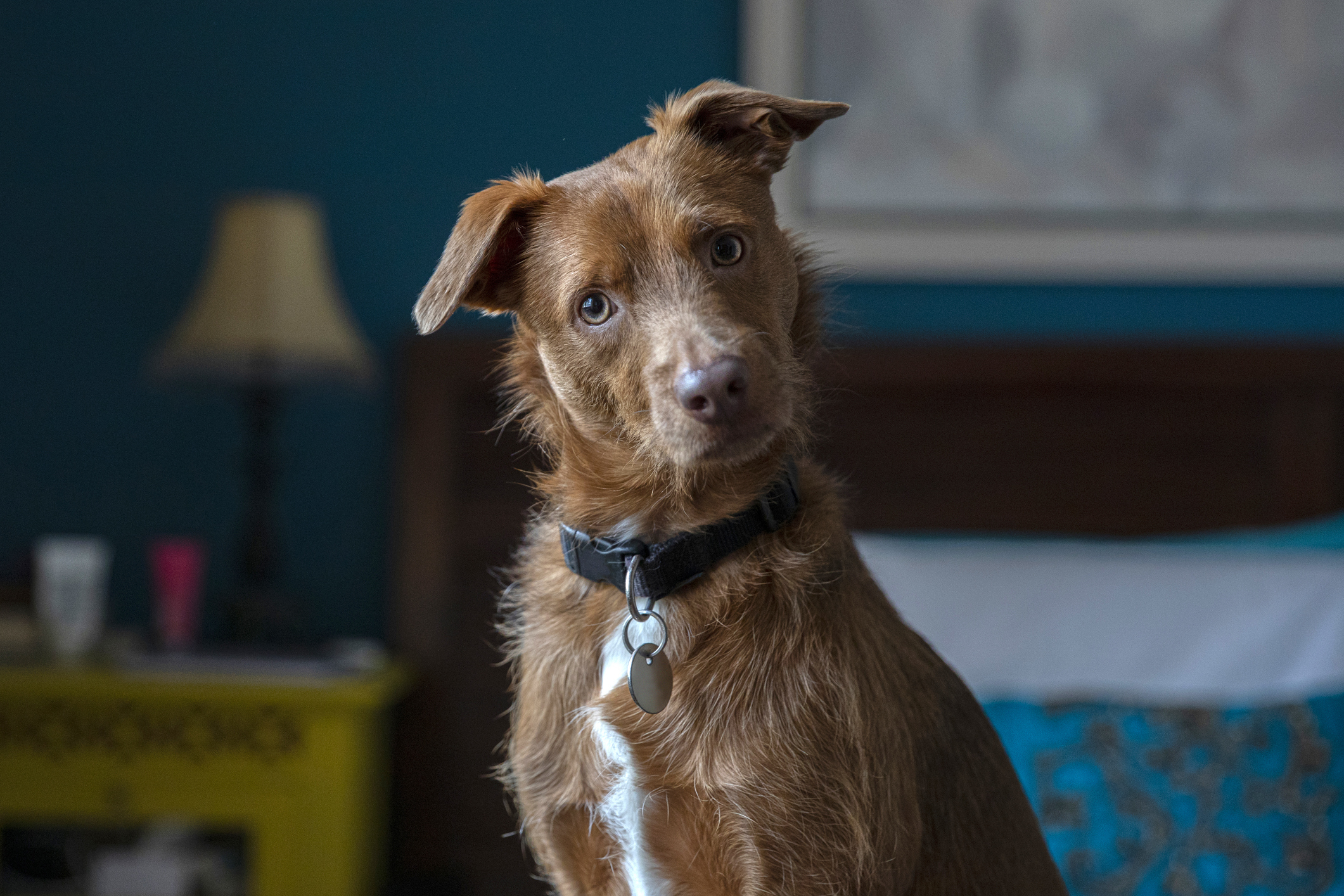 A curious brown dog with a black collar sits in a cozy room with a lamp, bed, and artwork in the background