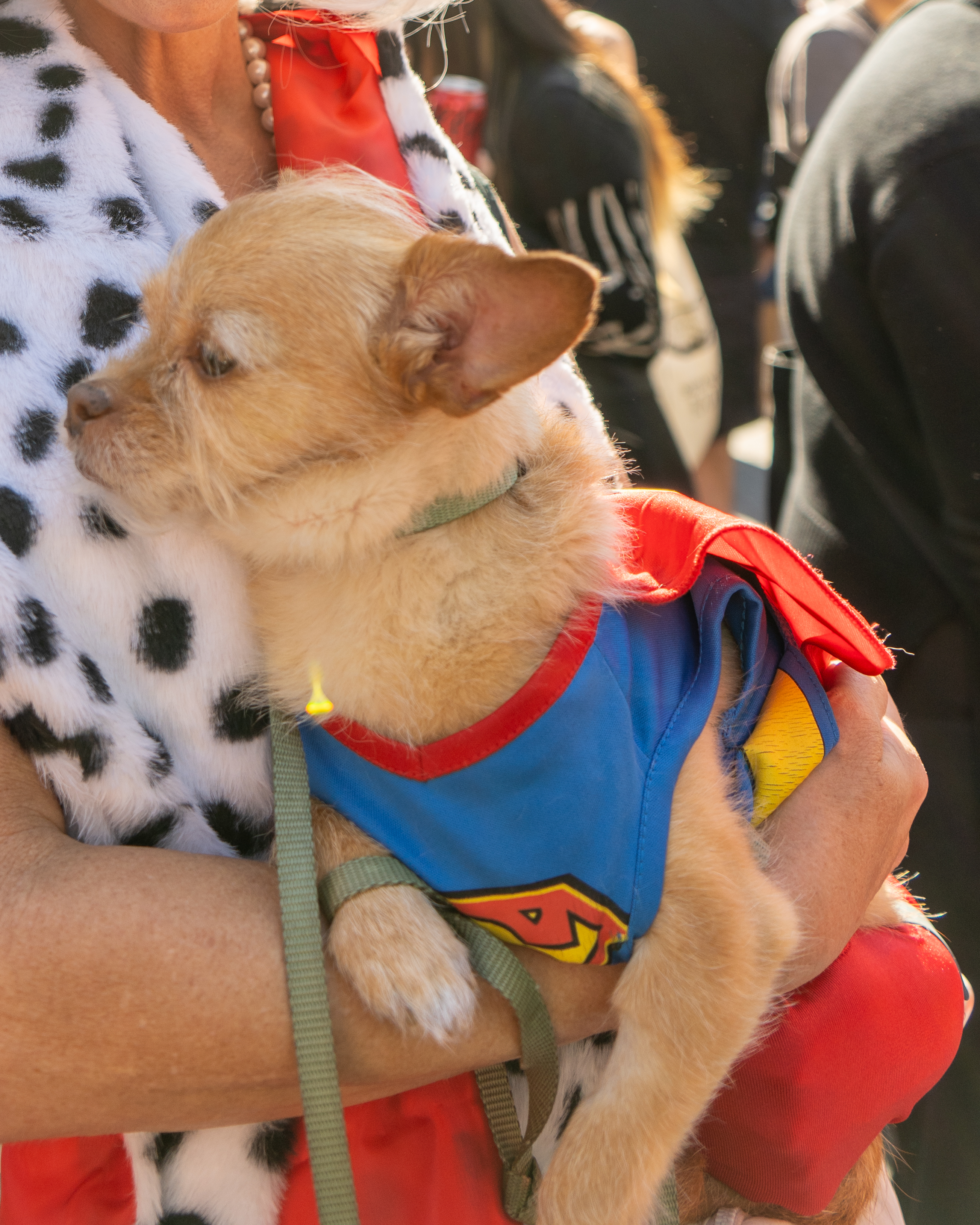 Small dog in a superman costume being held by a person wearing a spotted fur-patterned outfit