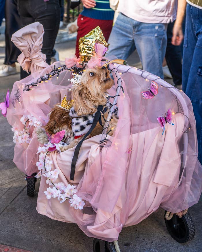 Dog in a stroller adorned with pink drapery, butterflies, and flowers, wearing a crown and spotted outfit, surrounded by people on a street