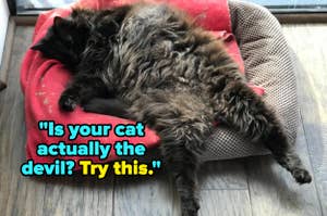 Fluffy black cat sprawled on a pet bed. Caption reads, "Is your cat actually the devil? Try this."