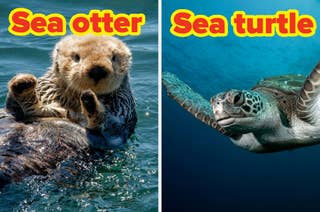 Image shows a sea otter floating on water and a sea turtle swimming underwater, each labeled accordingly