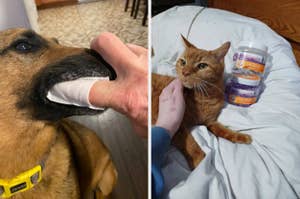 Left: Dog's teeth being cleaned with a dental wipe. Right: Ginger cat on a bed with two jars labeled "Pet Wipes."