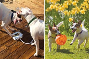 Two dogs play with a water fountain on a deck; two dogs run on grass, one carrying an orange toy