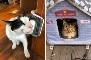 Cat enjoying a wall-mounted grooming brush; another cat sitting inside a "Home Sweet Home" cat house