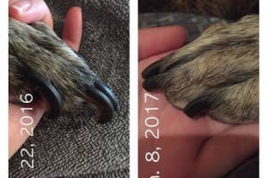 Before photo of a dog's overgrown nails and an after photo of the same dog with nails that are neatly trimmed