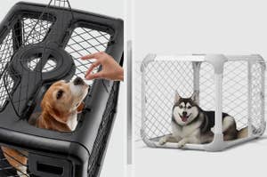 Two dogs in separate pet crates; one beagle in a black crate being petted, and one husky in a white crate lying down