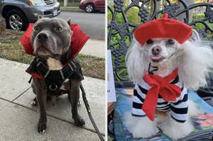 Two dogs dressed in costumes: a grey dog wearing a black cape with red lining, and a white poodle in a striped shirt, red scarf, and red beret